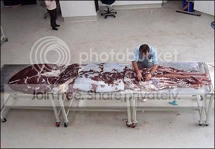 giant_squid3.jpg