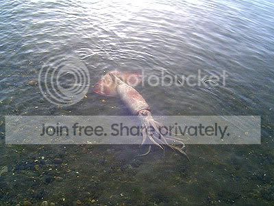 giant_squid2.jpg